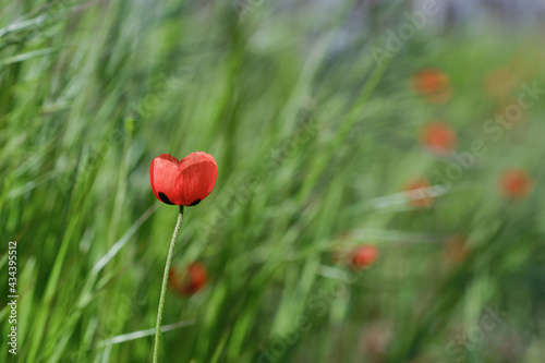 Red poppy flower in field on a blurred green background. Focus on the petal