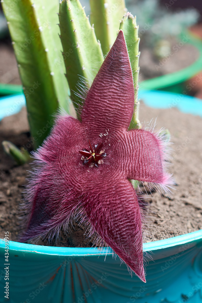 A view of stapelia purple starfish flower and succulent plant on flowerpot  with fly eggs on it. Vertical shot. Stock Photo | Adobe Stock