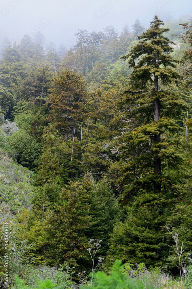 trees in the forest trees in the forest