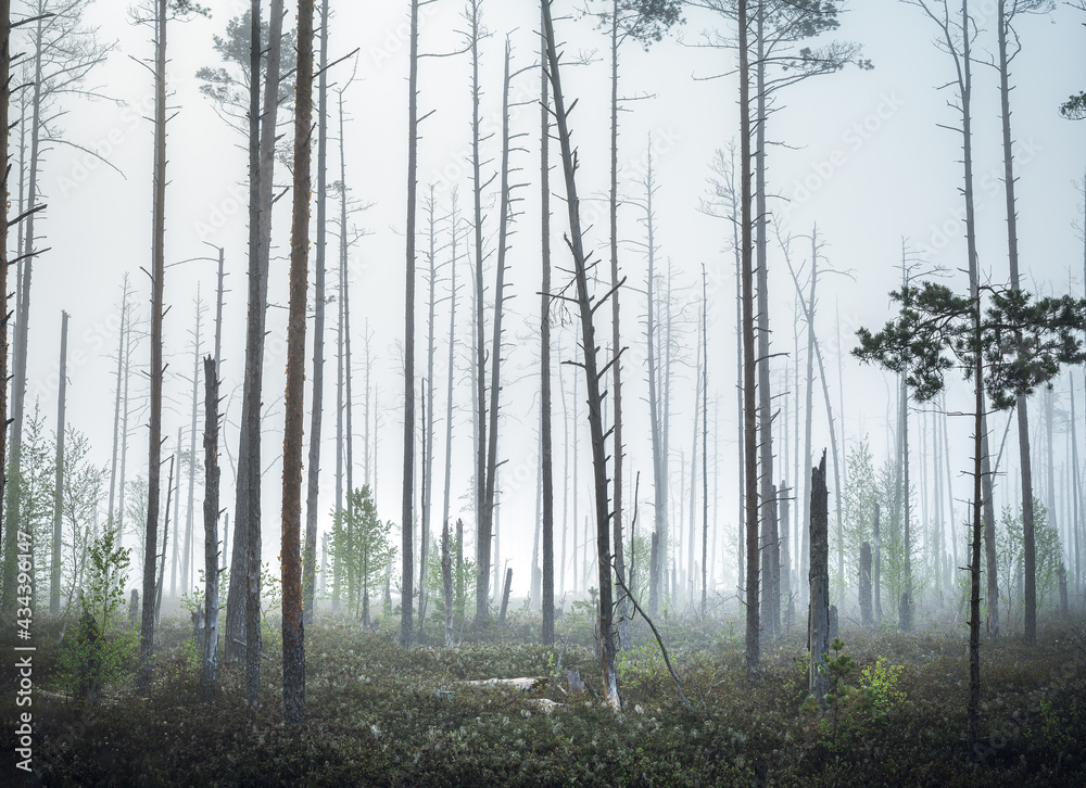 Swamp covered in thick fog in a misty morning light. Dead trees creating spooky atmosphere.