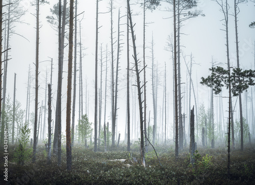 Obraz na płótnie Swamp covered in thick fog in a misty morning light. Dead trees creating spooky atmosphere.
w salonie