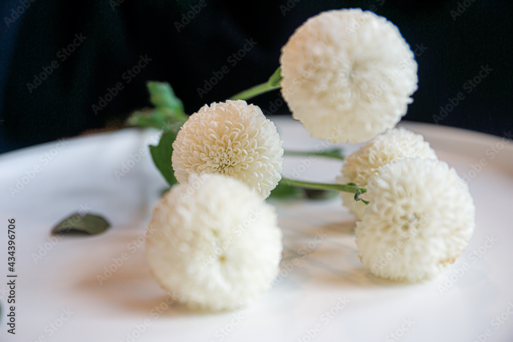 white flower white flower