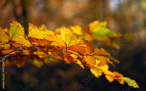 Feuilles lumineuses color  es d automne se balan  ant dans un arbre dans le parc d automne. Fond color   d automne  toile de fond d automne