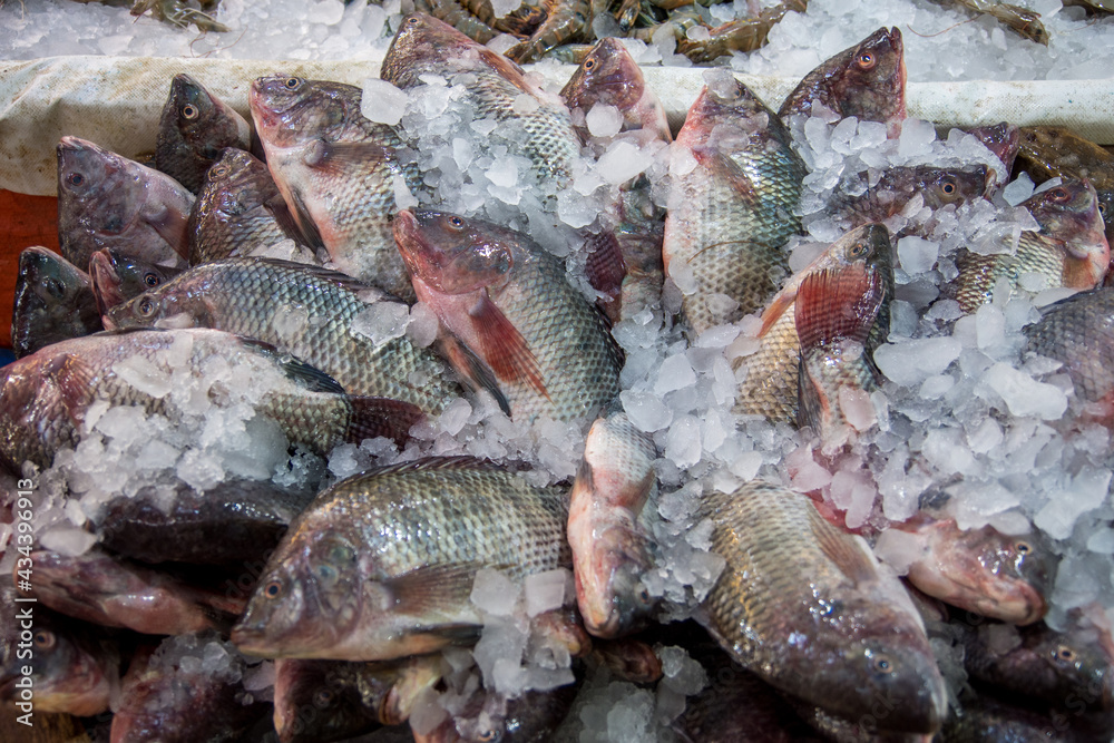 Fresh frozen sea fish on the fish  market