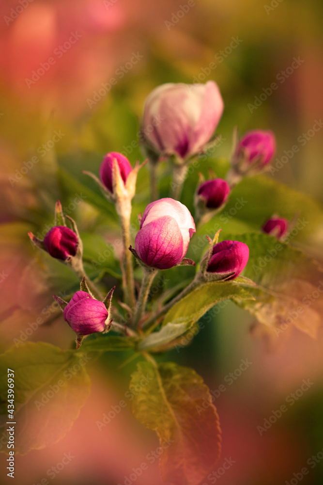 Nature. Blooming apple tree branch. Bright colorful spring flowers. Garden at sunset