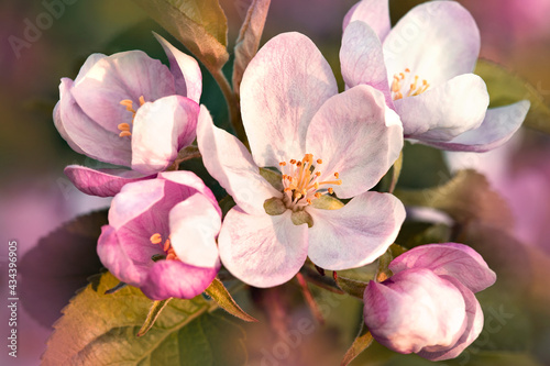 Nature. Blooming apple tree branch. Bright colorful spring flowers. Garden at sunset