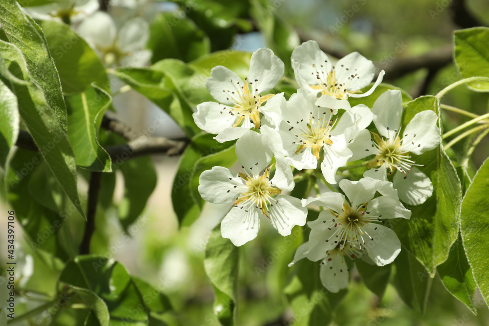 Beautiful blossoming pear tree outdoors on sunny day, closeup Beautiful blossoming pear tree outdoors on sunny day, closeup