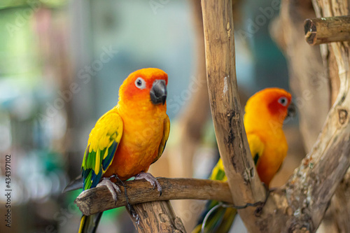 red and yellow macaw © Ireatcamera Stock