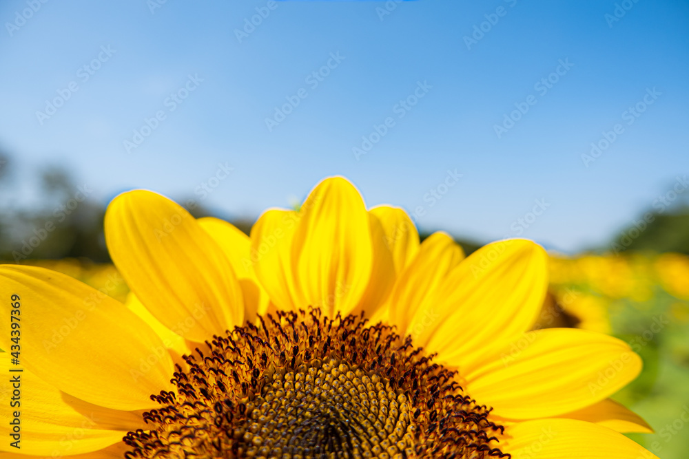 Naklejka premium sunflower on blue sky