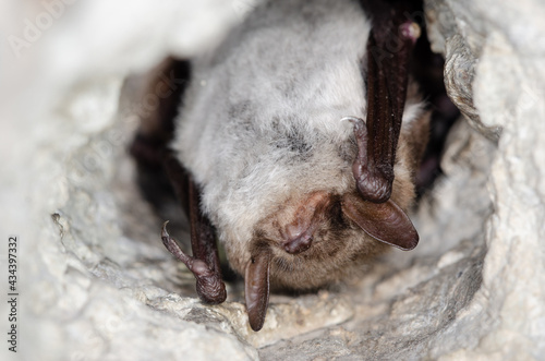 Hibernating Pond bat (Myotis dasycneme)