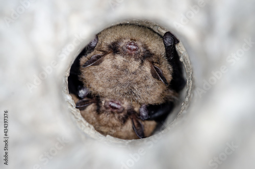 Fototapeta Naklejka Na Ścianę i Meble -  Hibernating Brandt's bat (Myotis brandtii)