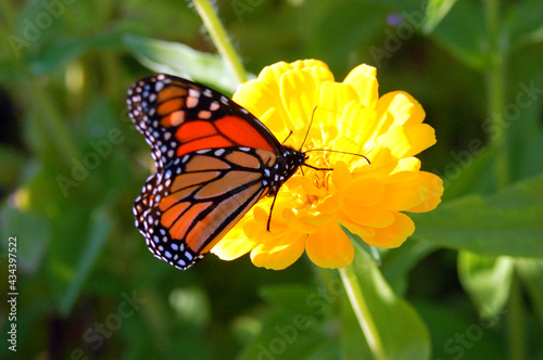 A Monarch Butterfly lands on a sweet yellow flower to feed on the nectar © kirkikis