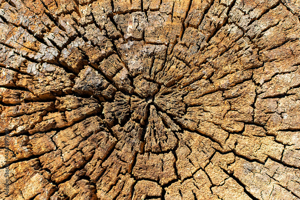Cross section of an old oak trunk, dark brown wood texture of a cut stump, sawed tree in the forest, background. Rough cracked natural surface, annual rings, close-up Cross section of an old oak trunk, dark brown wood texture of a cut stump, sawed tree in the forest, background. Rough cracked natural surface, annual rings, close-up