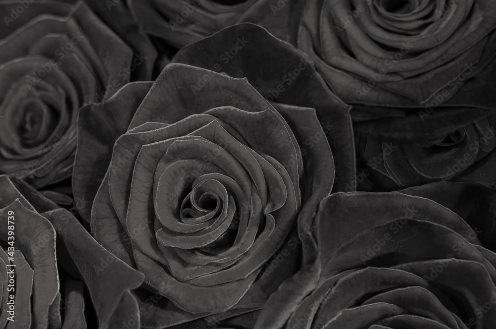 Obraz premium dark black roses. a lote of close-up roses.