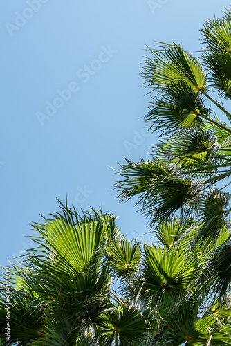 Palm Trees In Barcelona City  Spain