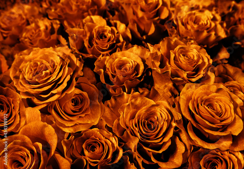  gold roses close-up.