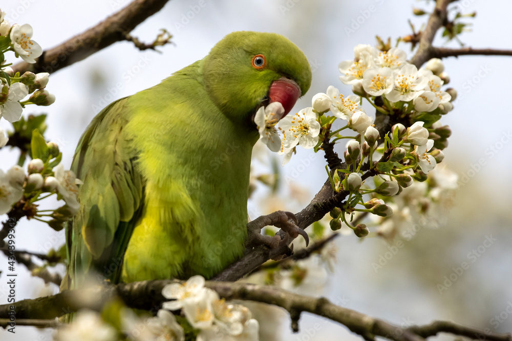 view of green parakeet (Psittacula krameri) perching on blooming tree view of green parakeet (Psittacula krameri) perching on blooming tree