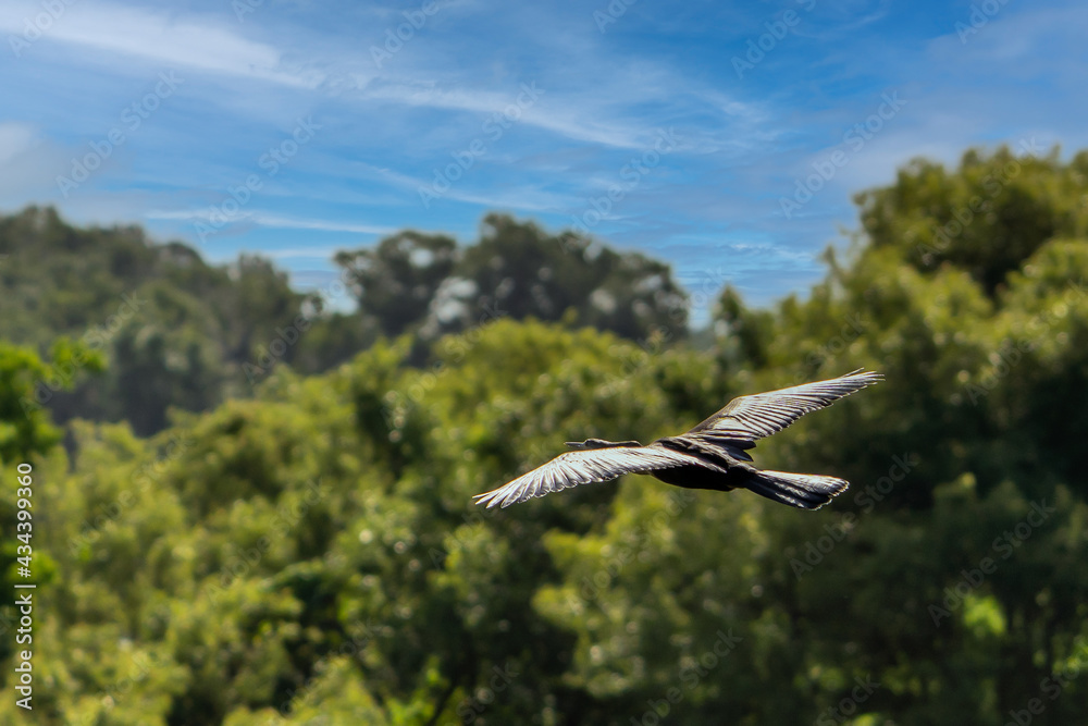 Bird In Flight over green forest under blue sky Bird In Flight over green forest under blue sky