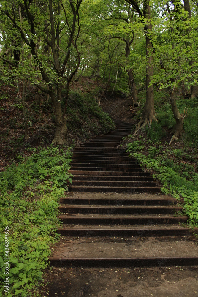 stairs in the forest