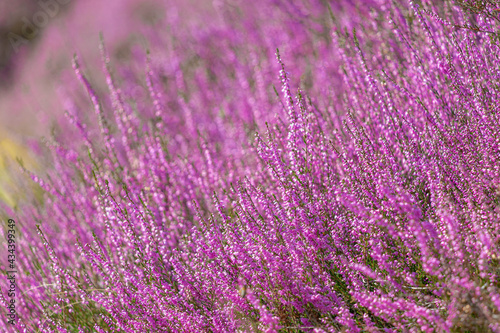 Selective focus of purple flowers on the field, Calluna vulgaris (ling, or simply heather) is the sole species in the genus Calluna in the flowering plant family Ericaceae, Nature floral background. © Sarawut