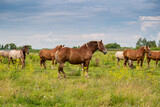 horses heavyweights walking in nature