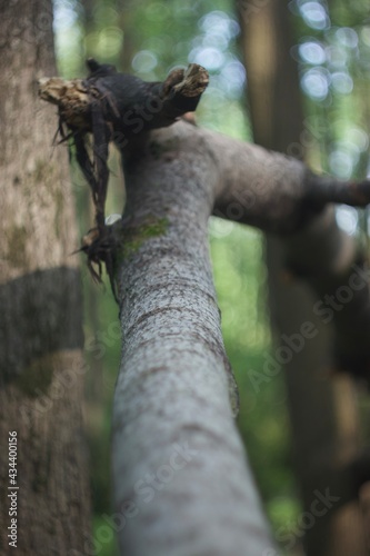 tree © Владимир Иванников