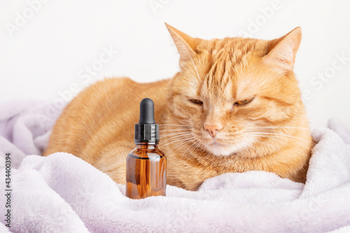 Calm ginger cat and a brown bottle of medication. A glass vial with herbal treatment or CBD oil (medicinal cannabis) for pets and wild animals.