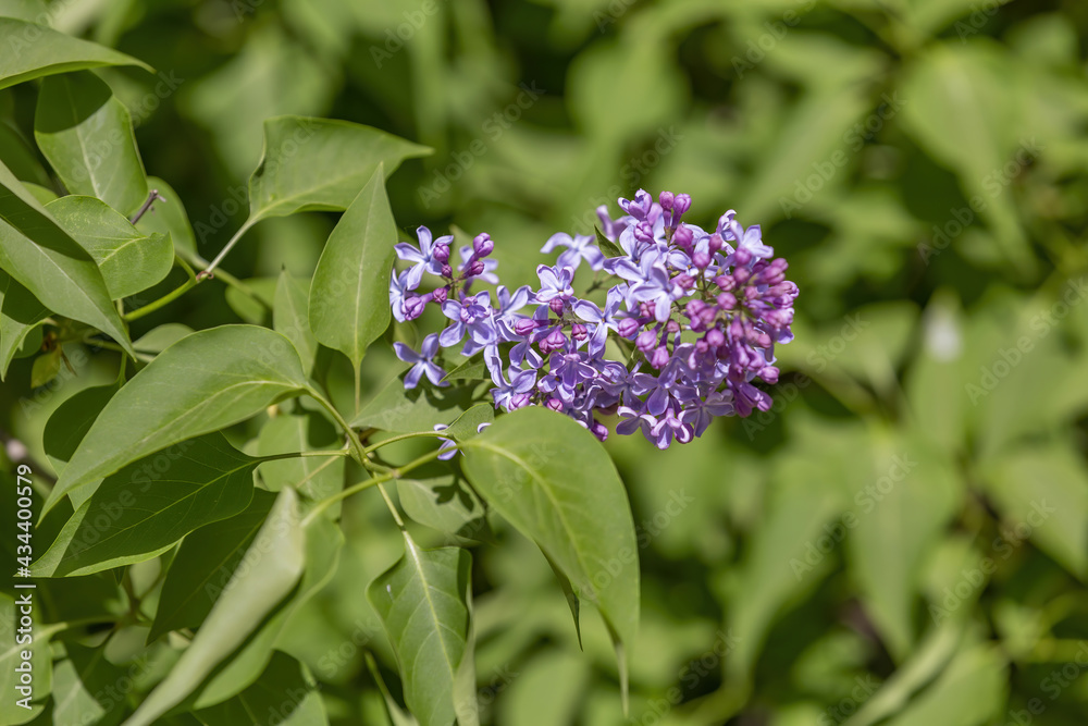 Lilac bush branches with green leaves and bright blossoming flowers Lilac bush branches with green leaves and bright blossoming flowers