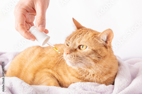 Sick ginger cat is sniffing a dropper with medicine. Homeopathic treatment for ill pets and animals.