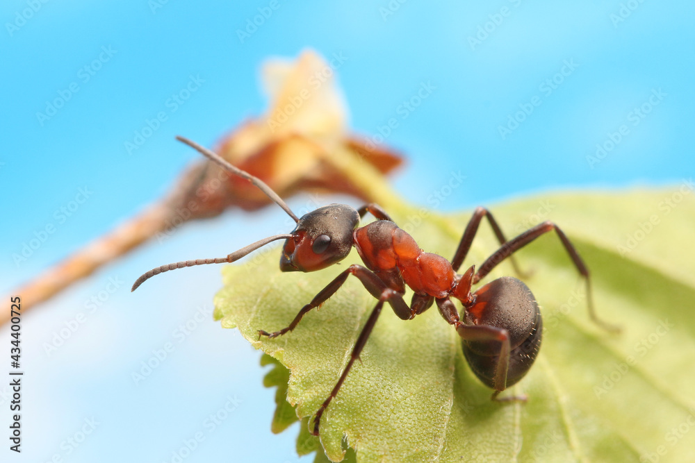 The ant systematically examines the young leaves of the grass. In the spring it is cool and the ant does not run as fast as in the summer. The ant systematically examines the young leaves of the grass. In the spring it is cool and the ant does not run as fast as in the summer.