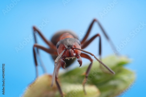 A picture of the ant in front. Portrait of an ant. The ant carefully or warily looks directly into the lens.