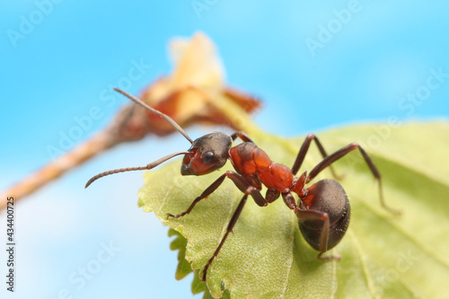 The ant systematically examines the young leaves of the grass. In the spring it is cool and the ant does not run as fast as in the summer. © achkin