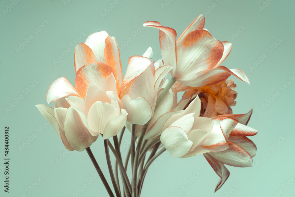 tulips with white and orange petals. bouquet on a turquoise background.