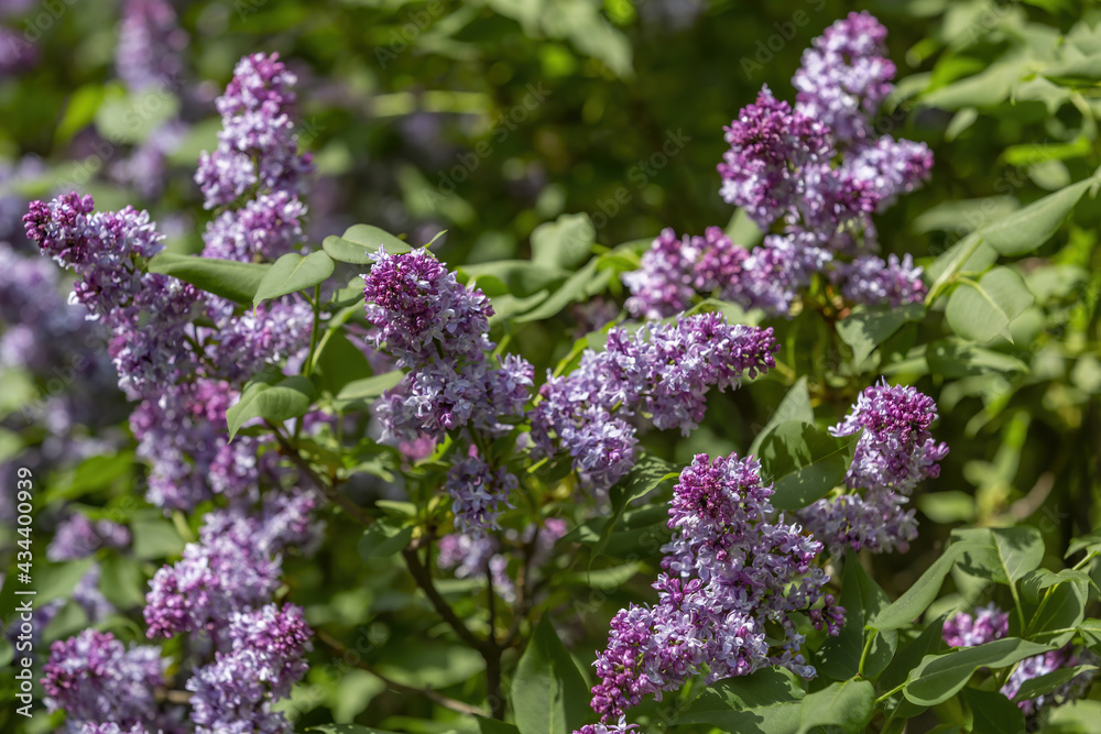 Lilac bush branches with green leaves and bright blossoming flowers Lilac bush branches with green leaves and bright blossoming flowers
