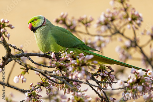 view of green parakeet (Psittacula krameri) perching on blooming tree