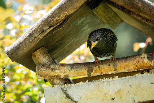 Starling, aka Blackbird, inb a birdhouse in the garden. photo