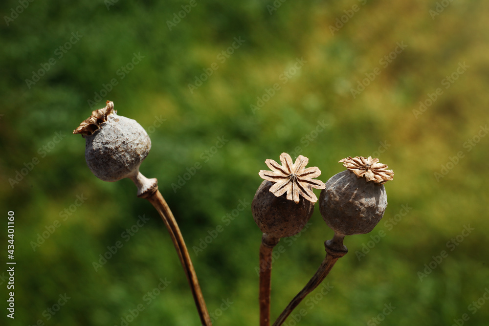 Many dry poppy heads outdoors, closeup view Many dry poppy heads outdoors, closeup view