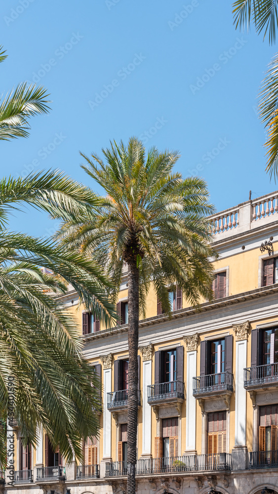 Palm Trees In Barcelona City, Spain