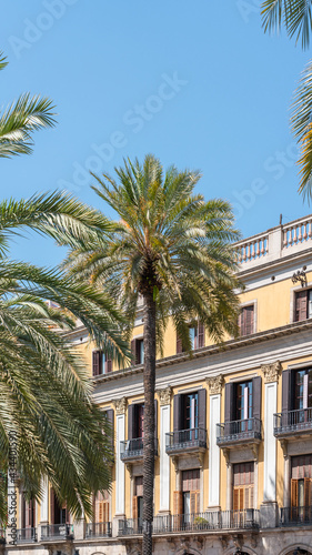 Palm Trees In Barcelona City, Spain © radub85