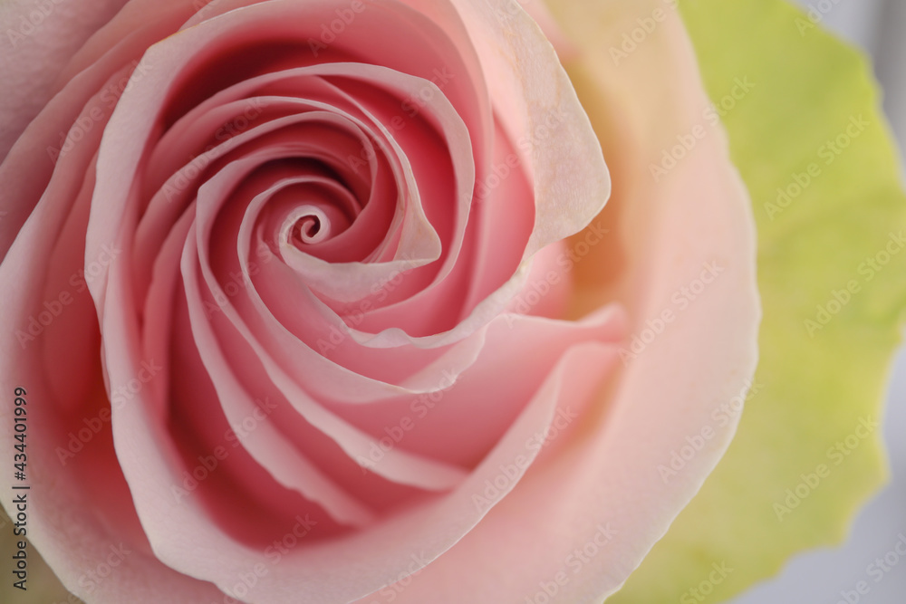 Beautiful pink rose, closeup view. Floral decor Beautiful pink rose, closeup view. Floral decor
