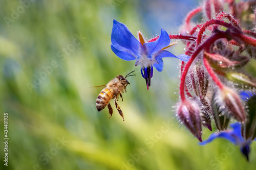 Borage in flower with bees. A bee clinging to the blue borage flower while sucking its nectar.