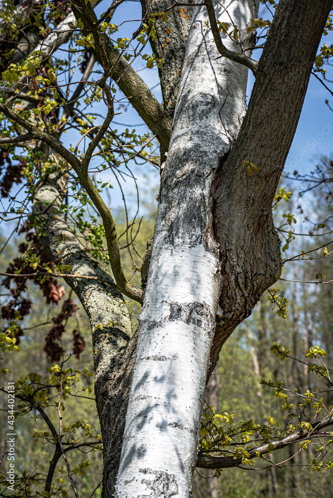 Oak and birch Oak and birch