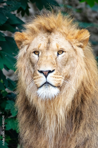 Fototapeta Naklejka Na Ścianę i Meble -  Lion (panthera Leo), close up portrait of a male lion