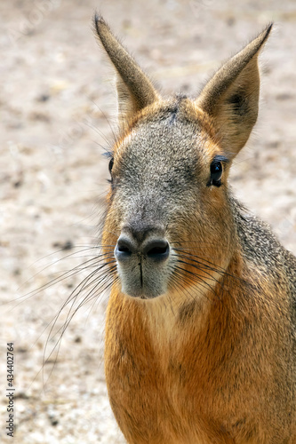 Small Patagonian mara (Dolichotis patagonum) resting in sunlight