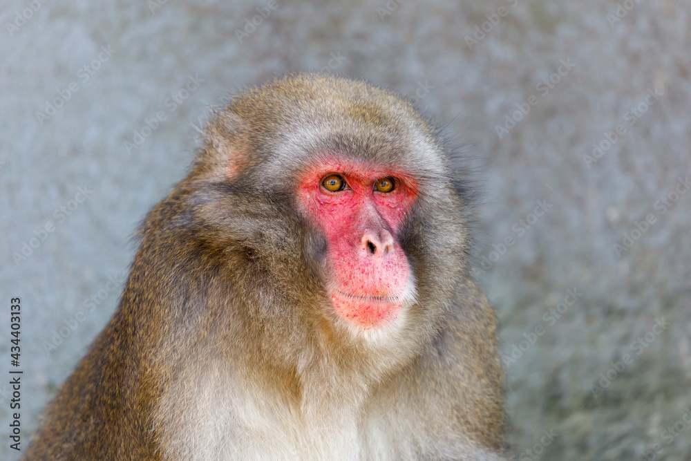 Portrait of a Japanese macaque (Macaca fuscata) outdoor Portrait of a Japanese macaque (Macaca fuscata) outdoor