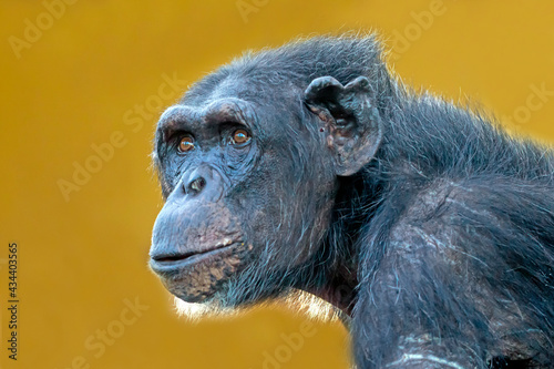 chimpanzee (Pan troglodytes) female close up portrait