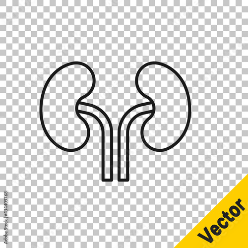 Black line Human kidneys icon isolated on transparent background. Vector