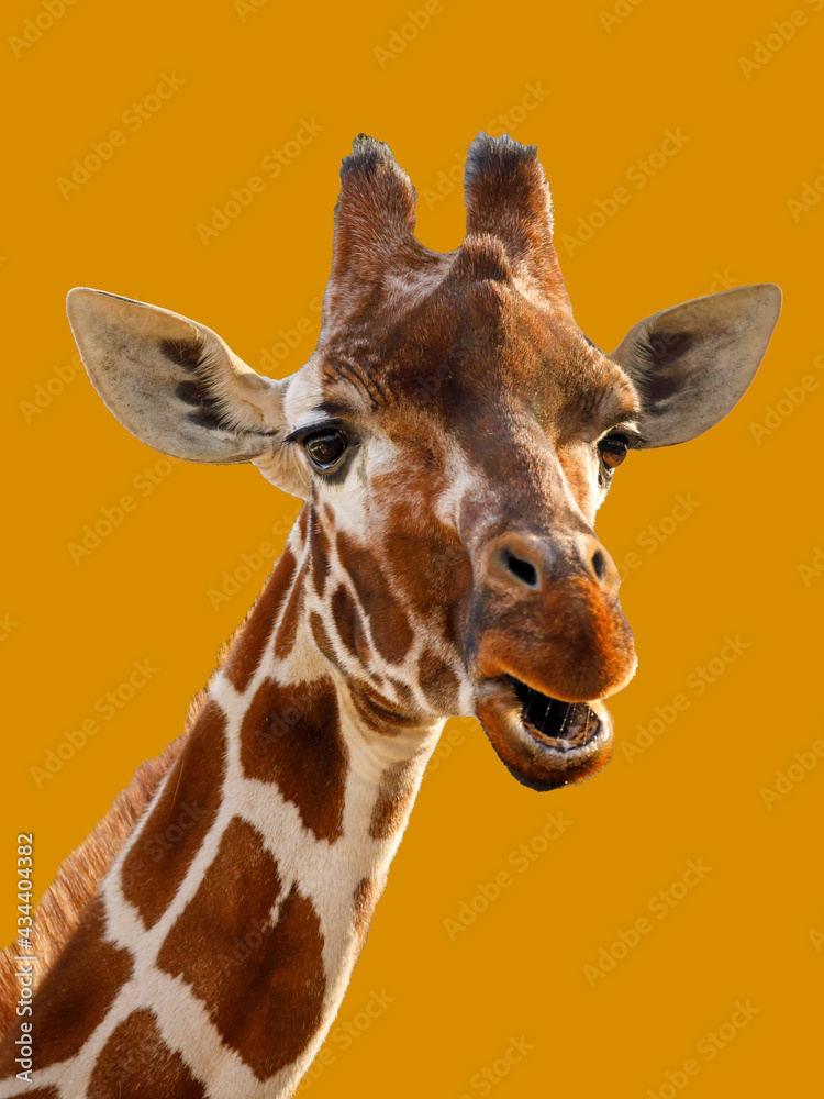 Funny portrait of a giraffe (Giraffa camelopardalis rothschildi) Funny portrait of a giraffe (Giraffa camelopardalis rothschildi)