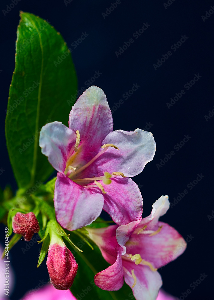 Fototapeta premium Weigela flower grows on a black background