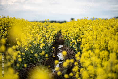 Rapeseed field with mud
